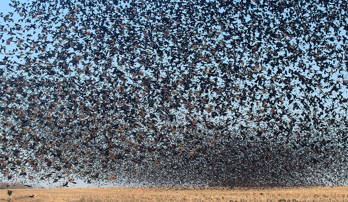 Flashbirds are go...