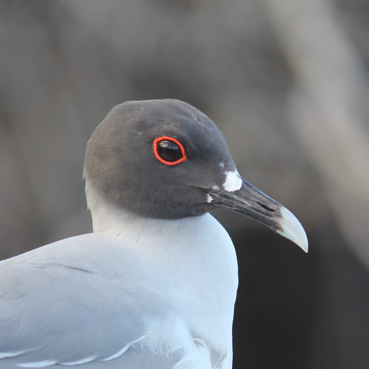 Charismatic Manyfauna