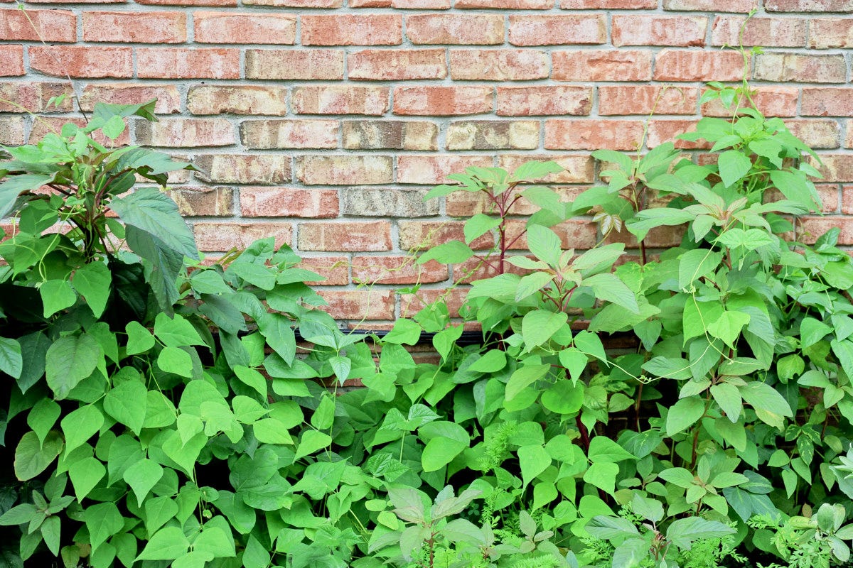 amaranth and bean plants amaranth and bean plants