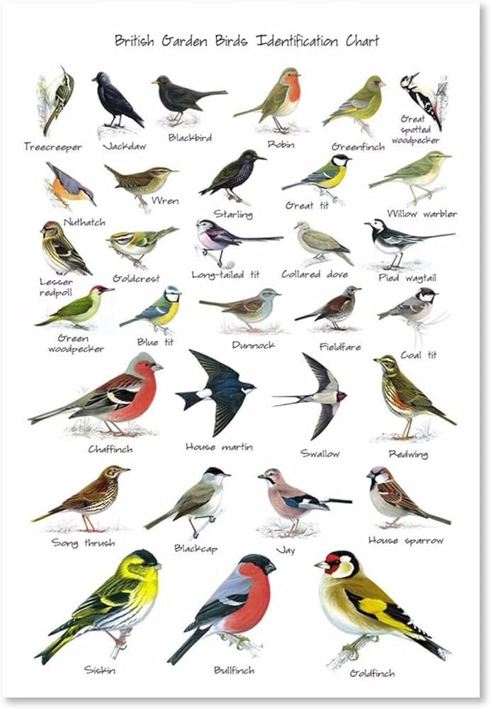 TANYANG Garden Birds Print Poster Birds Identification Chart Wildlife  Canvas Painting Wall Art Decor For Living Room 50X70Cm No Frame :  Amazon.co.uk: ...