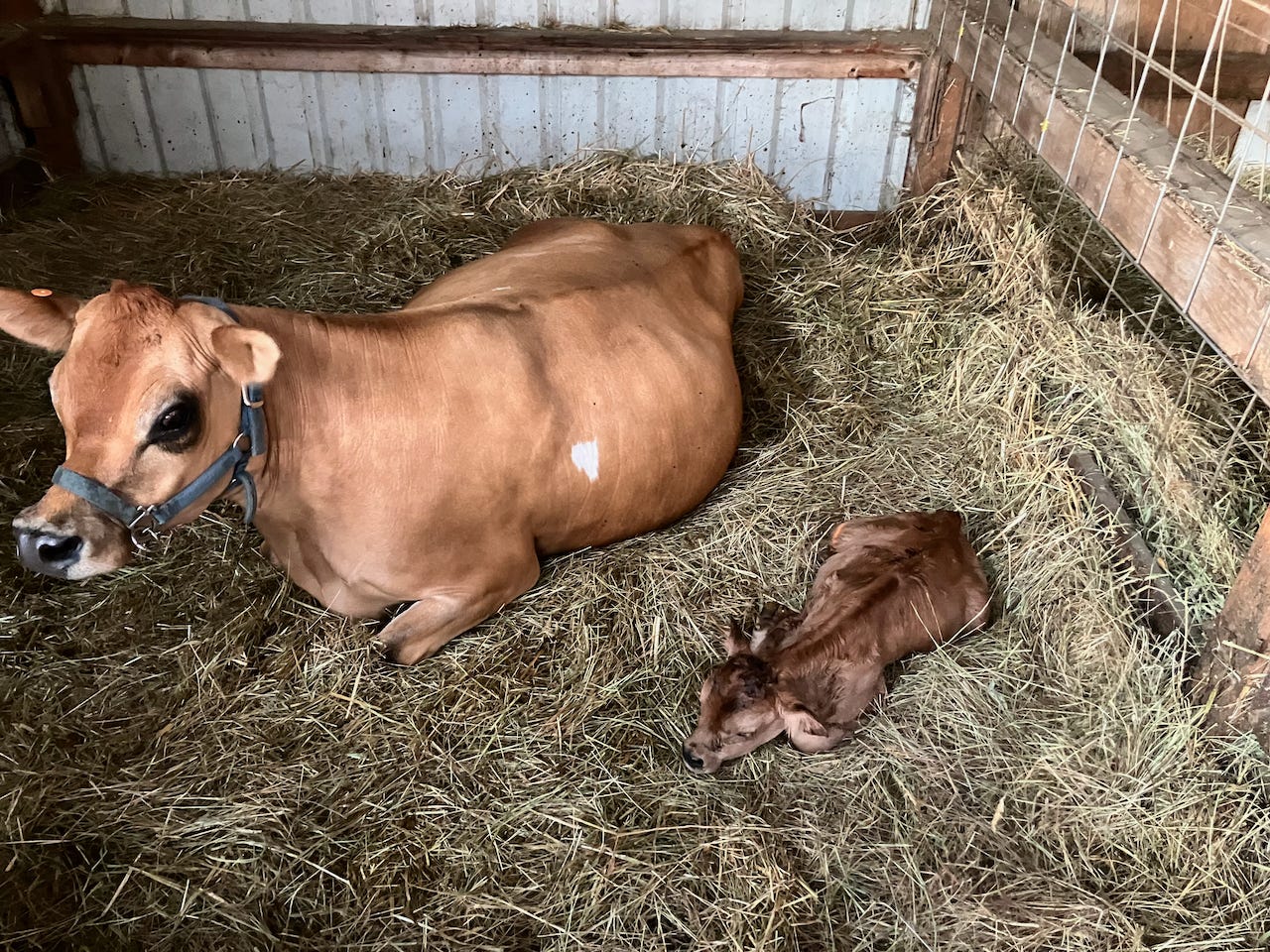 mother cow with new calf