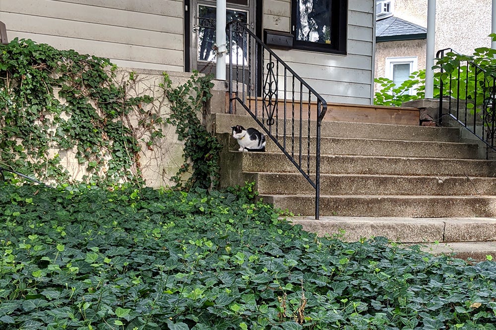 A black an white cat sits on a cement stoop overlooking a vast patch of ivy
