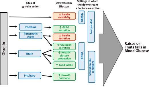Factors mediating ghrelin actions on glucose homeostasis. Depending on the nutritional and metabolic setting, ghrelin actions trigger distinct sets of downstream effectors to modulate blood glucose. In individuals with obesity, ghrelin reduces insulin sensitivity, contributing to hyperglycemia and worsened glucose intolerance. In postprandial settings, ghrelin’s glucoregulatory actions involve inhibition of insulin secretion from pancreatic β-cells, reduction in insulin sensitivity, and “priming” of enteroendocrine L-cells to stimulate GLP-1 release. During fasting conditions, ghrelin increases blood glucose by stimulating glucagon secretion through its actions on pancreatic islets and the brain, and it enhances hepatic glucose production via actions on the brain. Stimulation of food intake is another plausible way by which central nervous system actions of ghrelin could support blood glucose. In fat-depleted, starvation-like states, stimulation of GH secretion resulting in sustained generation of gluconeogenic substrates for use by the liver appears to be key to preventing life-threatening hypoglycemia.