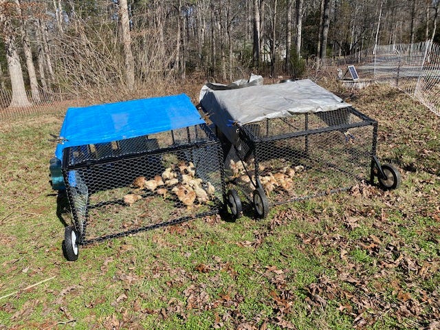 two chicken tractors full of broiler chicks