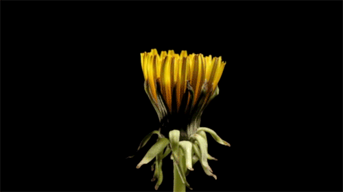 life cycle flower GIF life cycle flower GIF