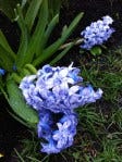 crouching down hyacinths