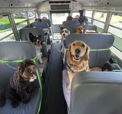 Dogs sitting on a bus