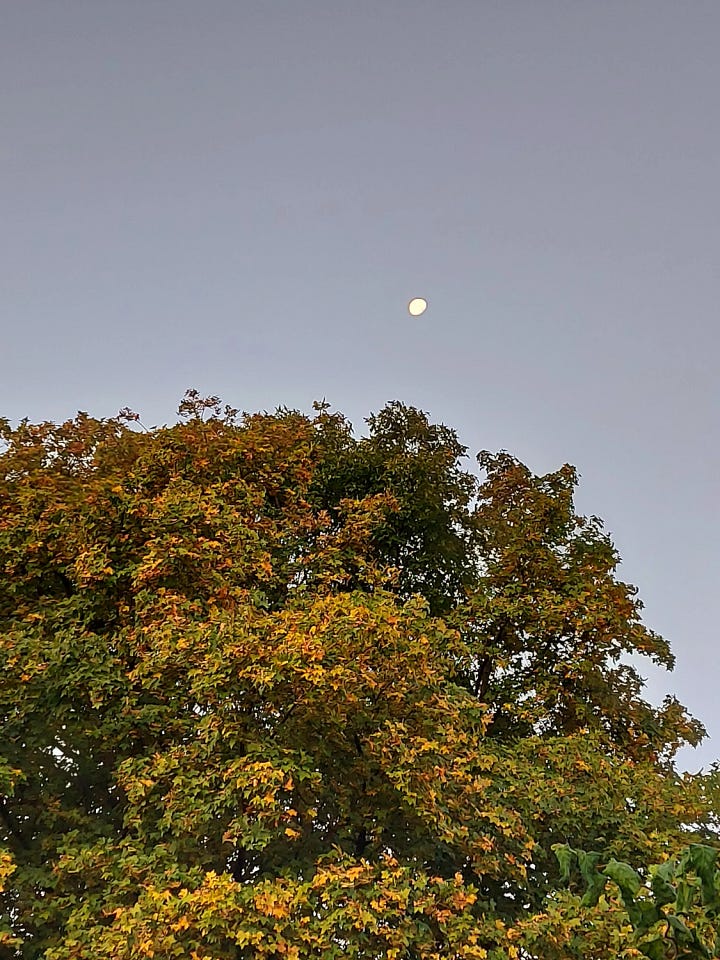 Golden days of autumn, moon above the tree, shimmering light in the garden