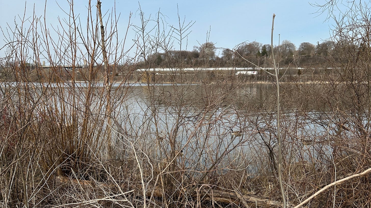 Looking through the brush at the water near the canoe launch at Princess Point