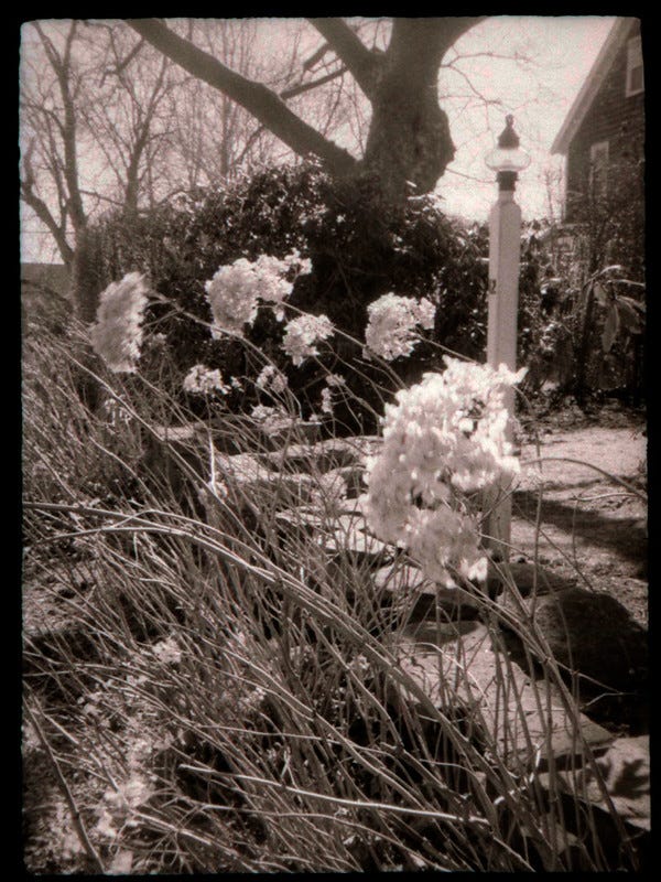 analog b&w image of dried hydrangea blooms in winter sun