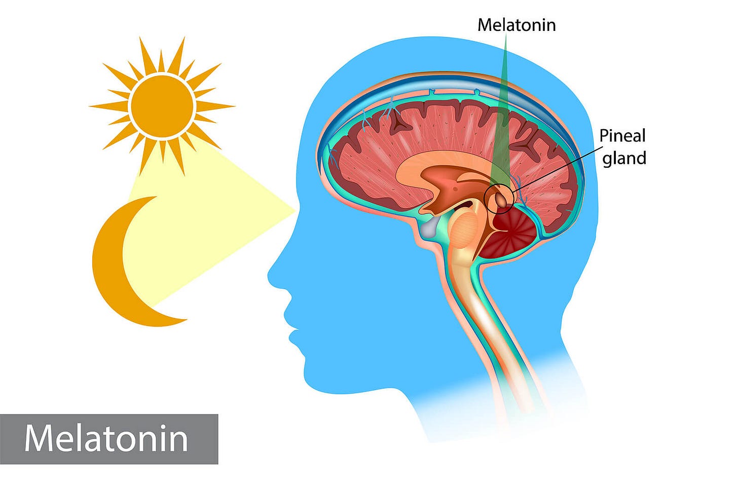 Glándula pineal: la reguladora de ciclos y el ojo vestigial - Mejor con  Salud