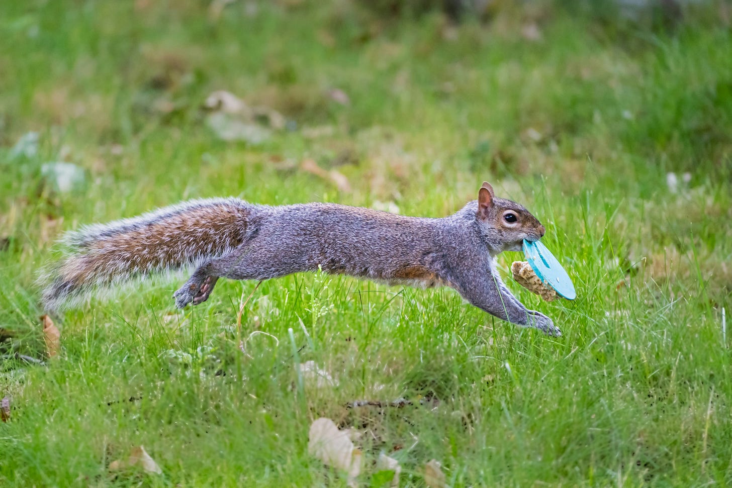 The photographer's description of this image is "A cheeky grey squirrel stealing bird food in the garden and running off with it." The photographer's description of this image is "A cheeky grey squirrel stealing bird food in the garden and running off with it."