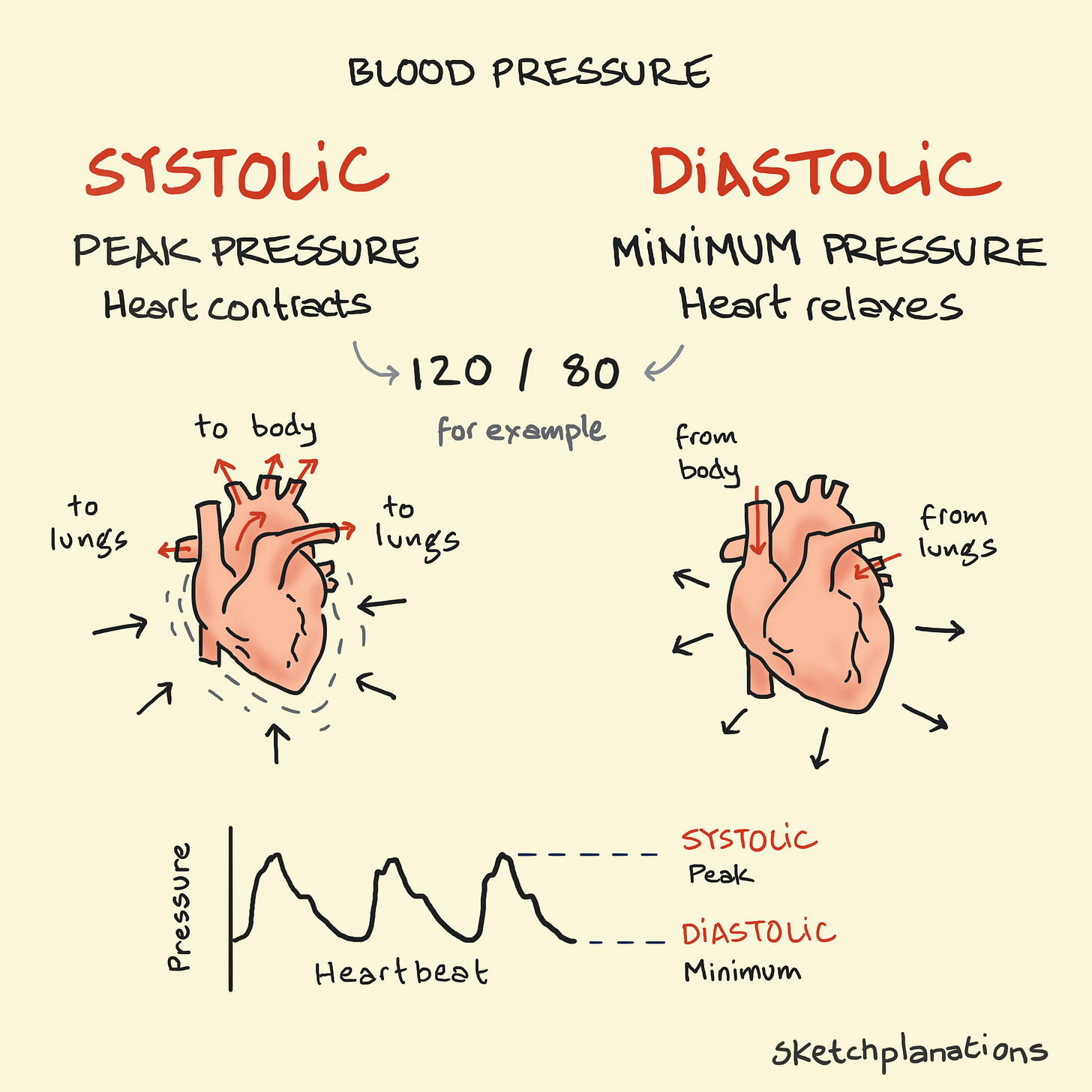 What is systolic and diastolic blood pressure — diagram showing heart contraction (systolic) and relaxation (diastolic) with 120/80 example and pressure graph.