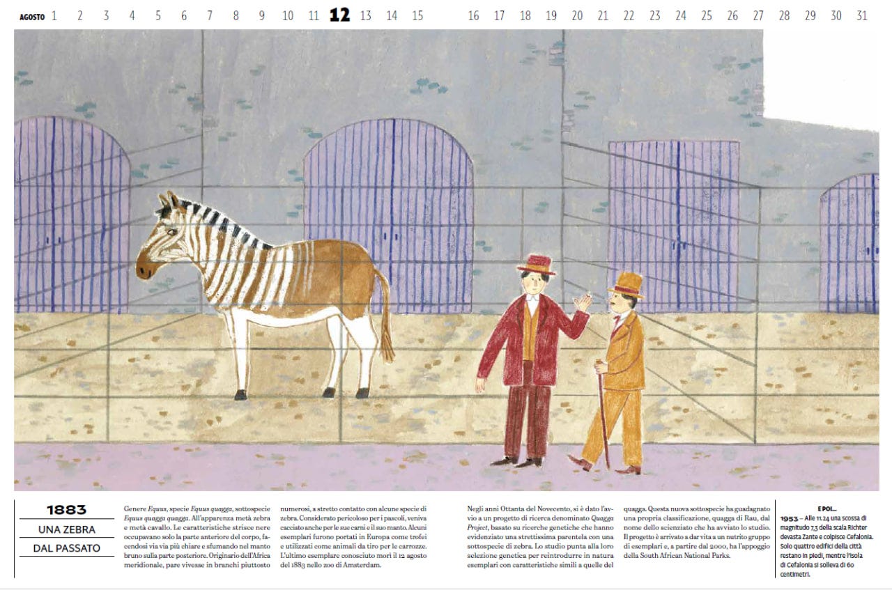 Pagina di un libro illustrato in toni di grigio, marrone e ocra. In alto è presente il calendario del mese di agosto dal giorno 1 al 31, con il numero 12 in grassetto e più grande rispetto agli altri. L'illustrazione ambientata in uno zoo mostra un quagga sulla sinistra — un animale simile a una zebra nella parte anteriore a strisce nere e bianche, ma con il resto del corpo marrone come un cavallo — situato all'interno di un recinto con grate metalliche e stalle sullo sfondo. Sulla destra, all'esterno della recinzione, ci sono due uomini vestiti con abiti d'epoca ed eleganti cappelli (uno in rosso e l'altro in ocra con bastone da passeggio) intenti a conversare e a osservare l'animale. In basso, la pagina presenta la data "1883" con il titolo "UNA ZEBRA DAL PASSATO". Il testo descrive l'estinzione del quagga, avvenuta con la morte dell'ultimo esemplare nello zoo di Amsterdam il 12 agosto 1883, e parla del successivo Quagga Project avviato negli anni '80. In basso a destra, un piccolo riquadro dal titolo "E POI..." cita un terremoto avvenuto in Grecia nel 1953. Pagina di un libro illustrato in toni di grigio, marrone e ocra. In alto è presente il calendario del mese di agosto dal giorno 1 al 31, con il numero 12 in grassetto e più grande rispetto agli altri. L'illustrazione ambientata in uno zoo mostra un quagga sulla sinistra — un animale simile a una zebra nella parte anteriore a strisce nere e bianche, ma con il resto del corpo marrone come un cavallo — situato all'interno di un recinto con grate metalliche e stalle sullo sfondo. Sulla destra, all'esterno della recinzione, ci sono due uomini vestiti con abiti d'epoca ed eleganti cappelli (uno in rosso e l'altro in ocra con bastone da passeggio) intenti a conversare e a osservare l'animale. In basso, la pagina presenta la data "1883" con il titolo "UNA ZEBRA DAL PASSATO". Il testo descrive l'estinzione del quagga, avvenuta con la morte dell'ultimo esemplare nello zoo di Amsterdam il 12 agosto 1883, e parla del successivo Quagga Project avviato negli anni '80. In basso a destra, un piccolo riquadro dal titolo "E POI..." cita un terremoto avvenuto in Grecia nel 1953.