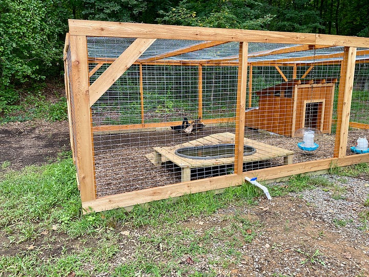 Mosaic of images showing trenches for water lines and ducks living in a coop.