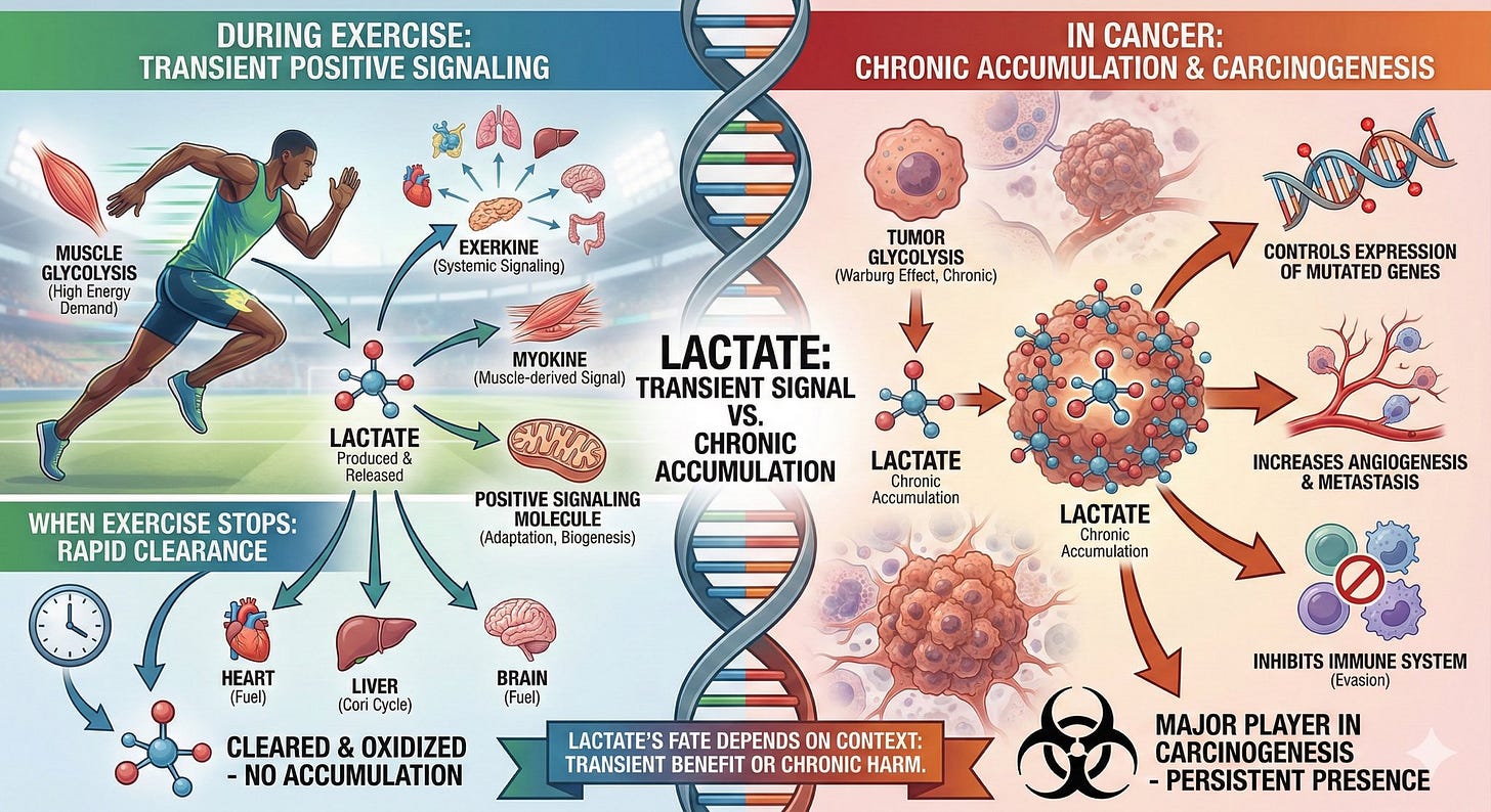 Lactate: The Most Misunderstood Molecule in Biology