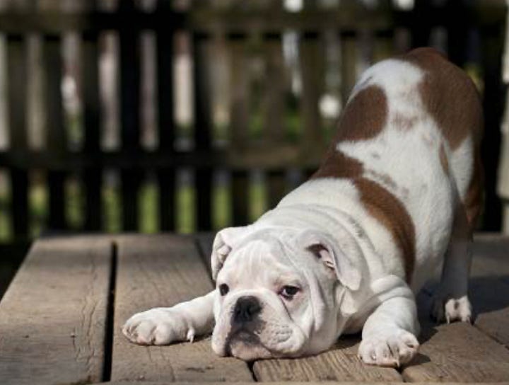 puppies, smile, stretch, yoga, puppy, dogs, cute, babies