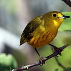 Two Kinds of Birdwatching