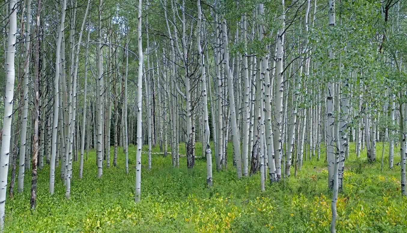 Panorama of an Aspen grove in the high country of Colorado. Yellow mule's ear wildflowers on the forest floor.