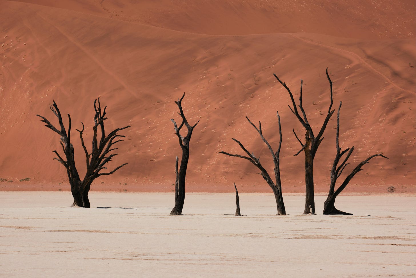 A stark landscape featuring several dead camel thorn trees standing on a white clay pan, with a backdrop of towering red sand dunes under a clear sky in Deadvlei, Namibia.