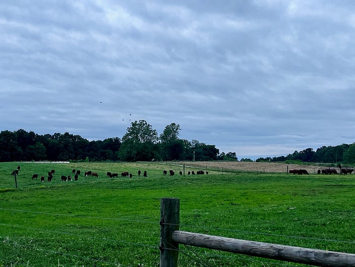 a herd of cows in a pasture; a barn and silo with church behind