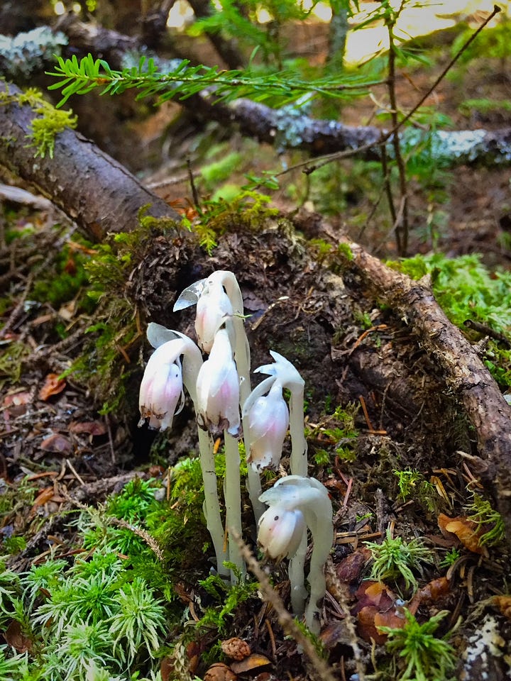 Photo one is of a green forest path with tree roots along the leaf lined forest floor. Photo two is of a small clump of tiny white fungi