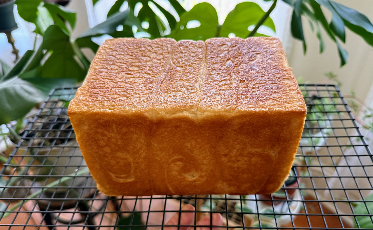 Shokupan on cooking rack