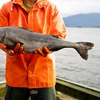 A delicious fish that’s hard to mess up