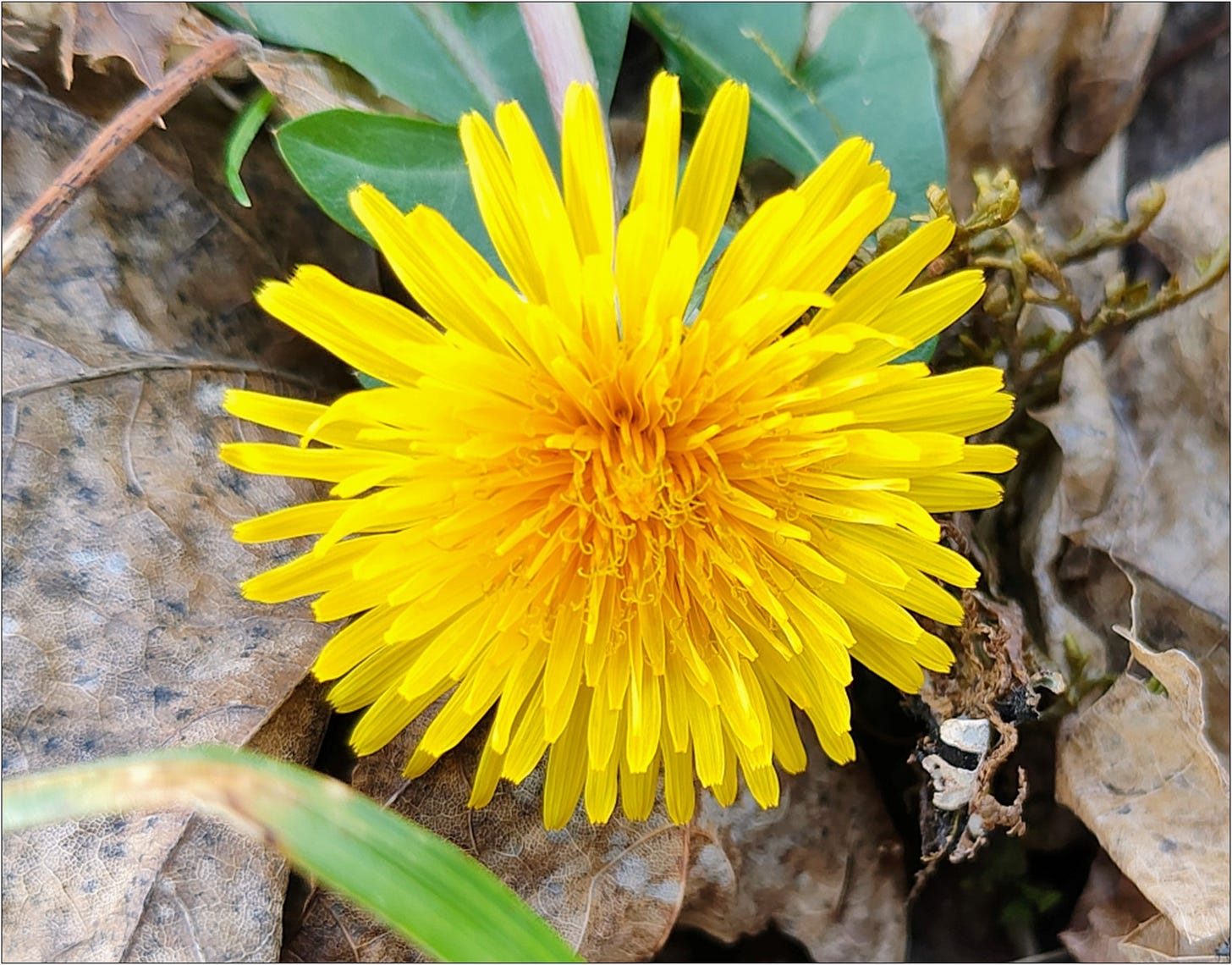 Just a weed or dandelion wine?