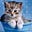 Cathie Merry's avatar
