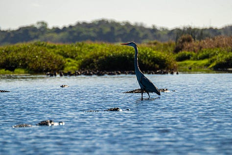 A majestic Great Blue Heron stands tall in the shallow waters of The Deep Hole. Its long legs and sharp beak are poised as it scans the water for fish, with the lush greenery of the park in the background.
