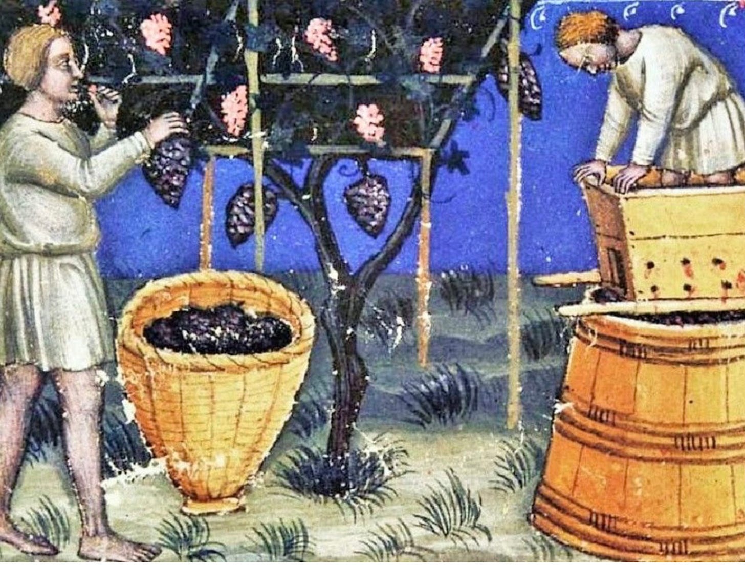 Medieval painting of two men harvesting grapes