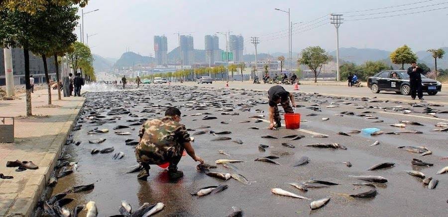 Lluvia De Peces: The Strange Phenomenon Of Honduras Fish Rain Lluvia De Peces: The Strange Phenomenon Of Honduras Fish Rain