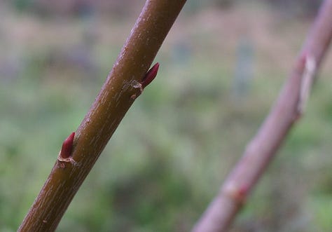 Violet willow bark, stems and pollard