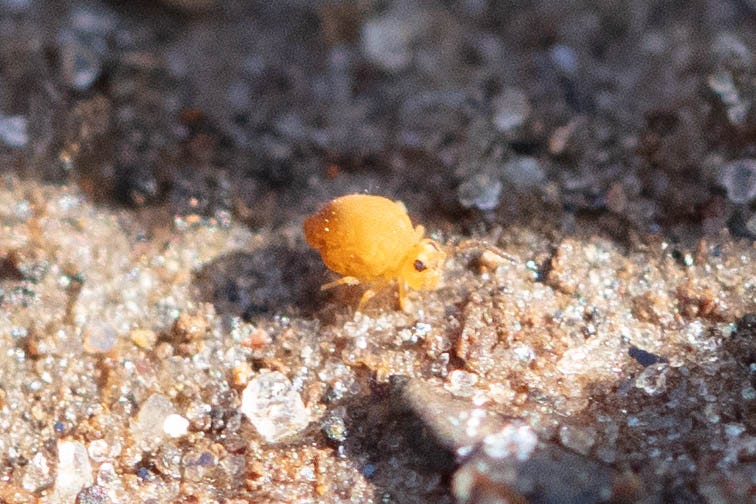 A very round, bright yellow springtail