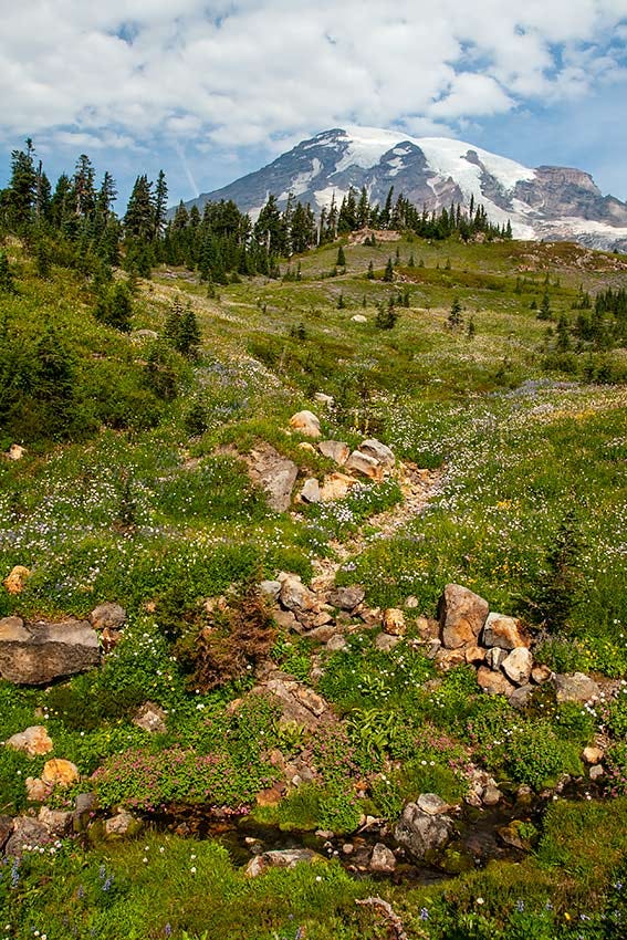 the summit of Mount Rainier, snowcapped with bare sides, peeks out above the hillside bright with sprinkled white and yellow flowers, a stream channel winding through the middle marked by yellow rocks, while a channel with water passes across the frame, edged with bunches of pink flowers