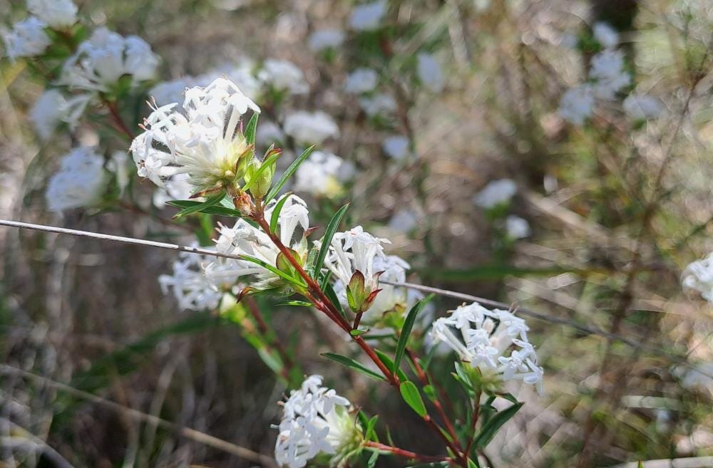 Slender Rice-Flower (Pimelea linifolia) Slender Rice-Flower (Pimelea linifolia)