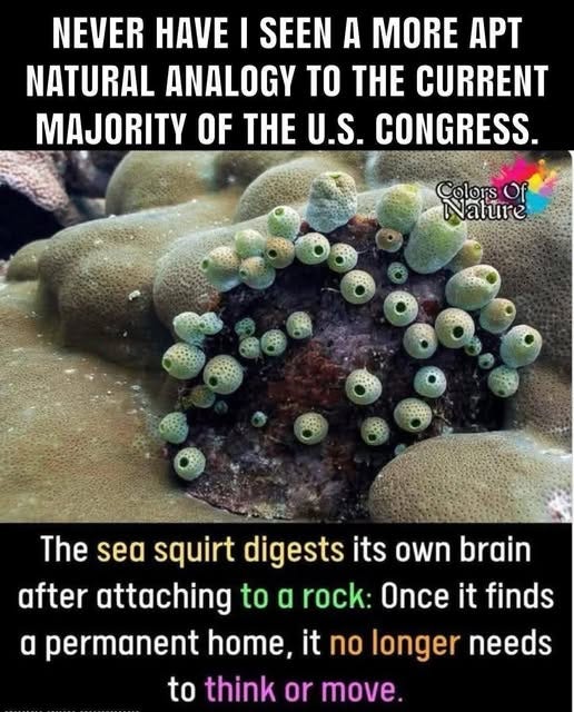 May be an image of text that says 'NEVER HAVE I SEEN A MORE APT NATURAL ANALOGY TO THE CURRENT MAJORITY OF THE U.S. CONGRESS. Colors of Nature The sea squirt digests its own brain after attaching to α rock: Once it finds α permanent home, it no longer needs to think or move.'