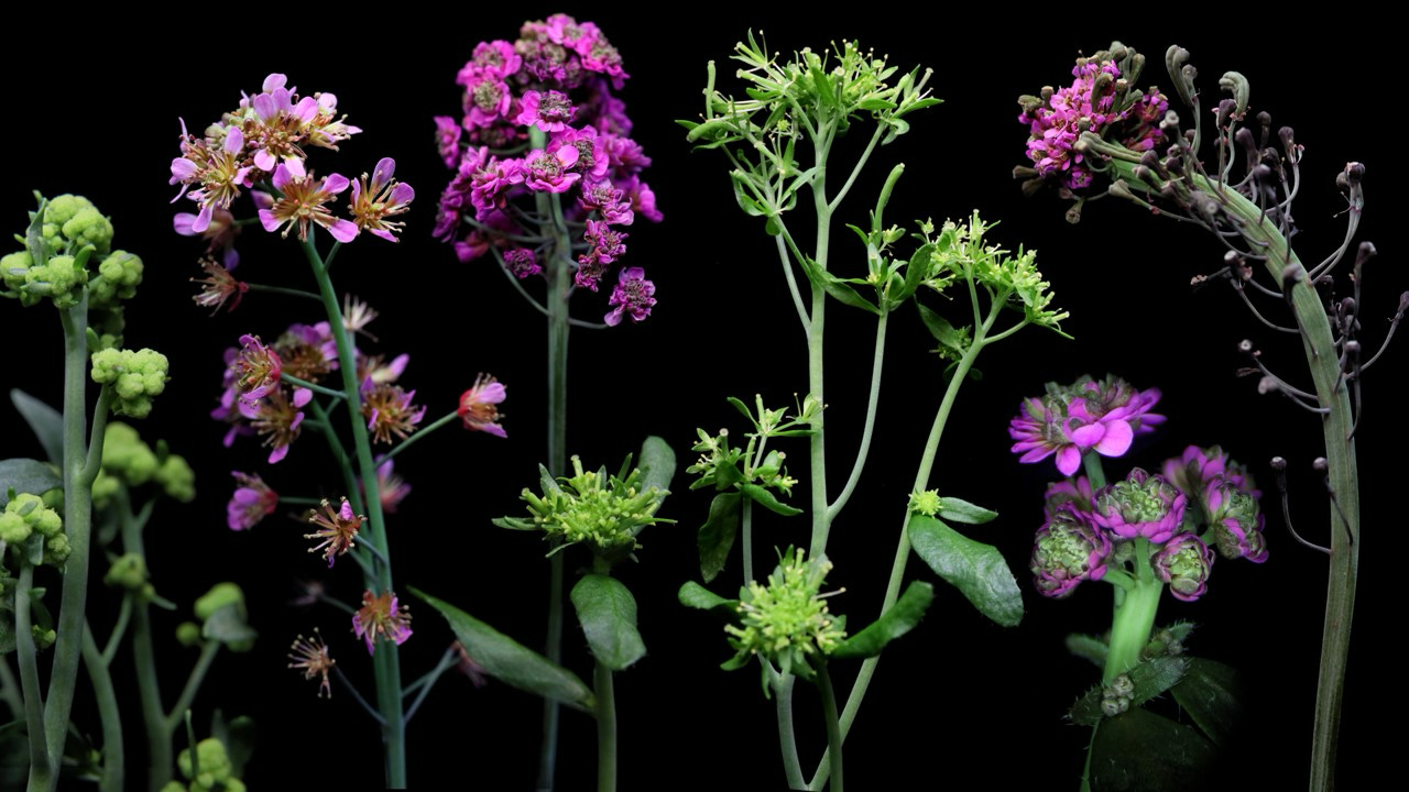 The Flower Designer - by Niko McCarty - Asimov Press