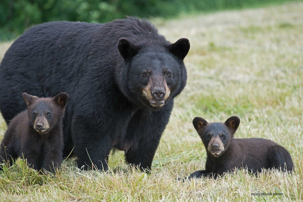 What You Need To Know About The Black Bear | Bear With Us