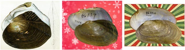 Lasmigona sensu lato genera