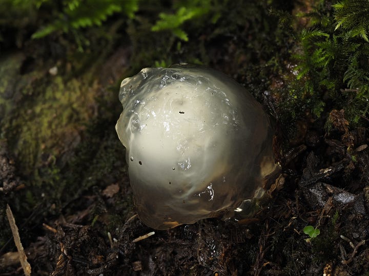 gelatinous fungus ball