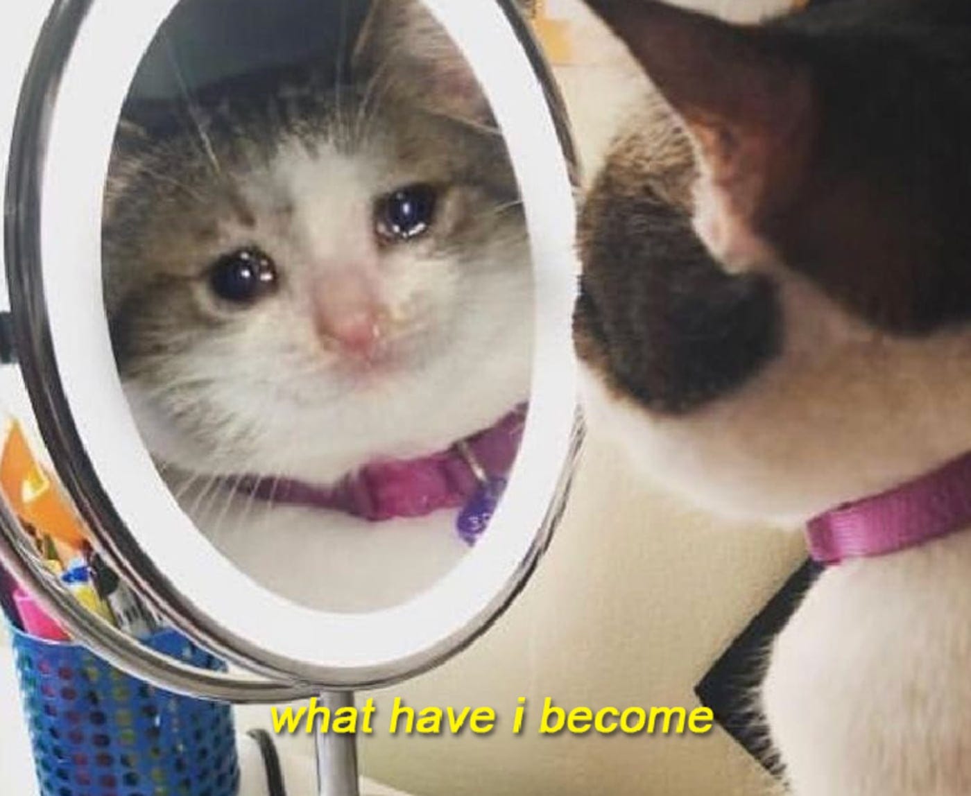 meow meow