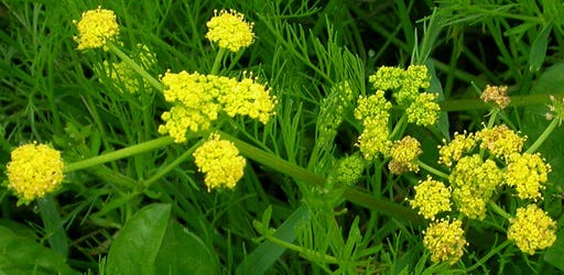 Image of Bradshaw's Desert Parsley. Image of Bradshaw's Desert Parsley.