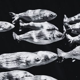 Fish On Friday