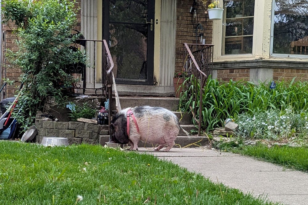 A large pig eats from a bowl in front of a small stoop