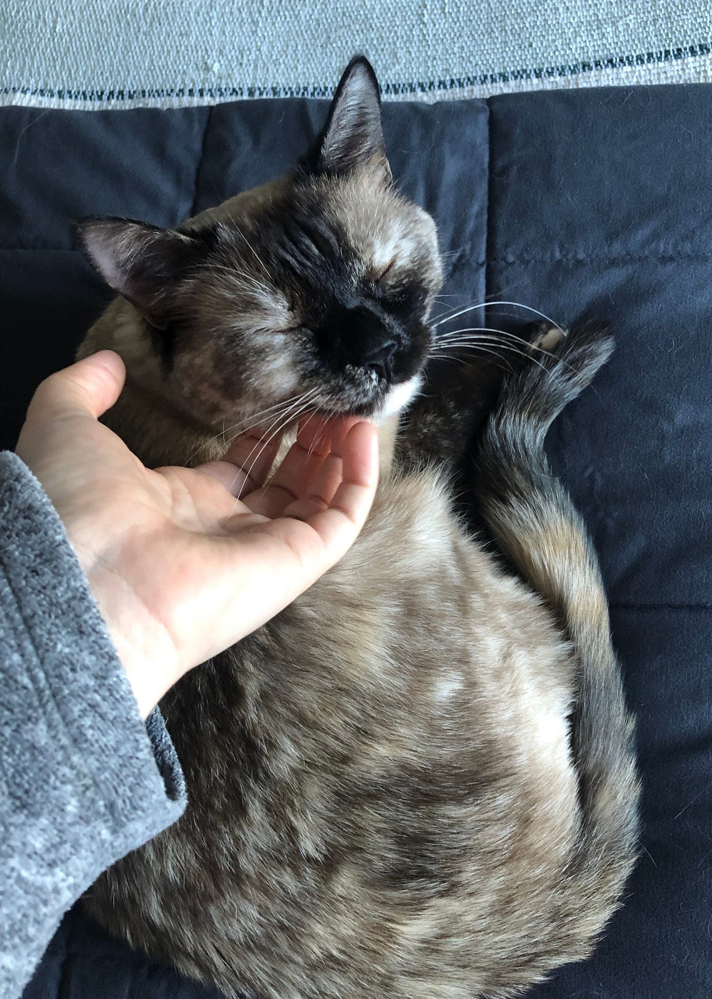Skye is smiling the cutest cat smile you have ever seen as she accepts chin skritches. Her eyes are closed and her expression is pure bliss. She is curled up in a tiny cat ball and her tail is nestled up beside her. Skye is smiling the cutest cat smile you have ever seen as she accepts chin skritches. Her eyes are closed and her expression is pure bliss. She is curled up in a tiny cat ball and her tail is nestled up beside her.