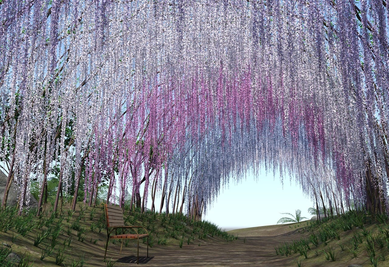 Free steria wisteria wistarie illustration