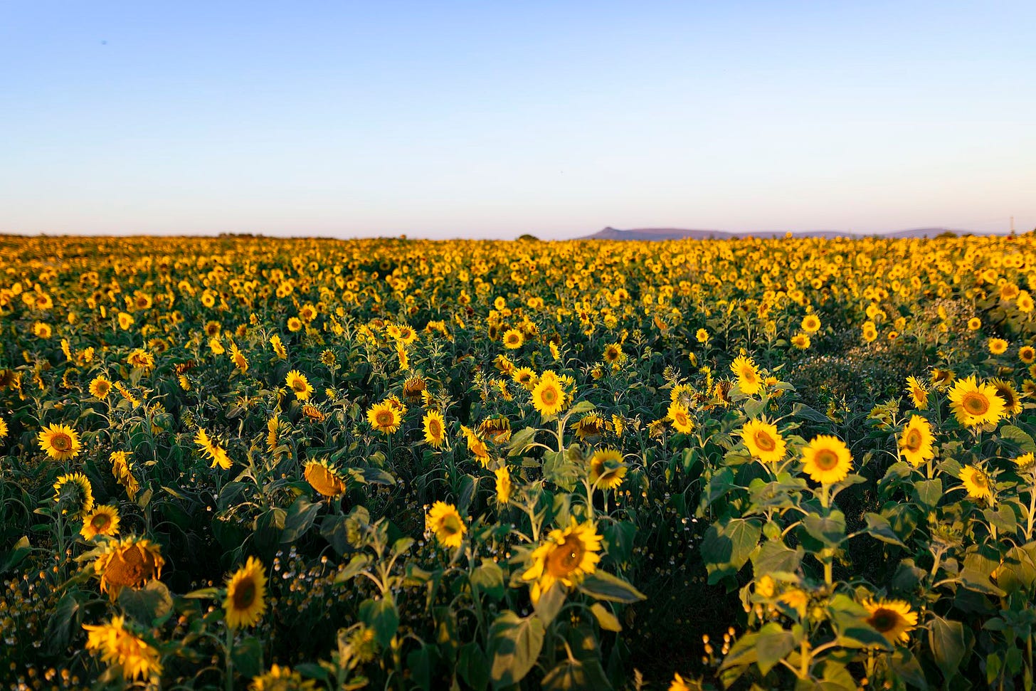 A vast, vibrant field of blooming yellow sunflowers stretching across the landscape under a clear blue sky, with rolling hills visible on the distant horizon in Pembrokeshire, West Wales.