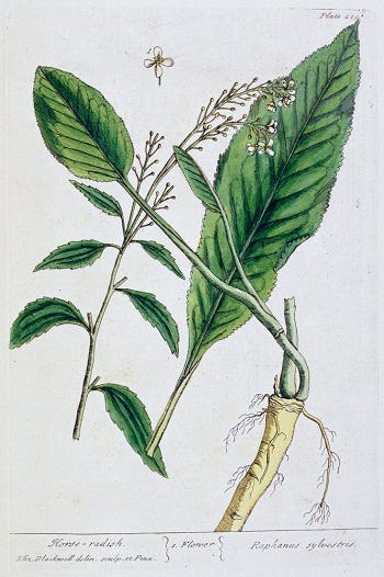 From the Spring Foraging Cookbook: Horse Radish